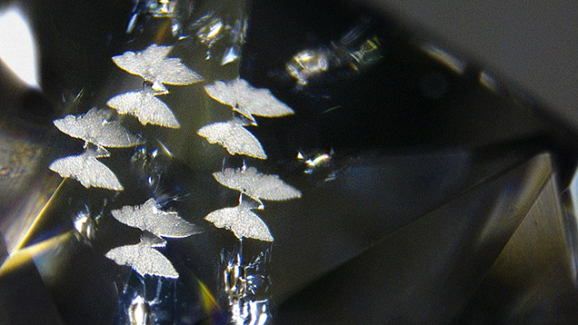 Figure 1. Mirrored and reflected fissures in a diamond take the form of a kaleidoscope of butterflies. Photomicrograph by Yash Jhaveri and Bijal Shah; field of view 4.20 mm.