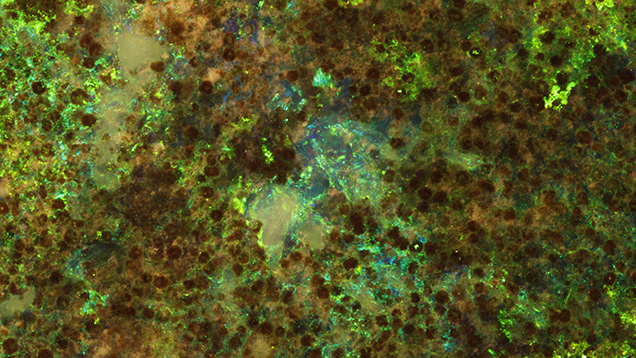 Figure 2. Numerous brown spheres scattered throughout precious opal were seen in this very large block of oolitic opal from Andamooka, Australia. Photomicrograph by Nathan Renfro, courtesy of Tibor Shelley/Opals by GMT; field of view 17 mm.