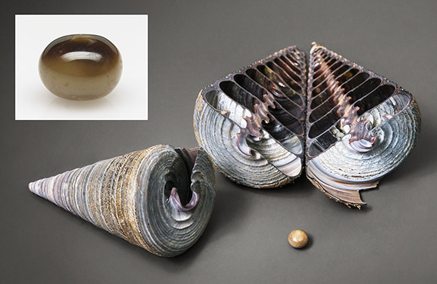 Yellowish brown and black pearl with Telescopium telescopium shells.