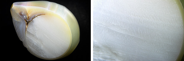 Figure 3. Left: A cross section with the Tridacna fashioned shell bead nucleus inside showing fine subtle flames in between banded structures. Right: Magnified view of the clamshell bead’s flame structure. Photomicrographs by Kwanreun Lawanwong; fields of view 19.20 mm (left) and 7.20 mm (right).