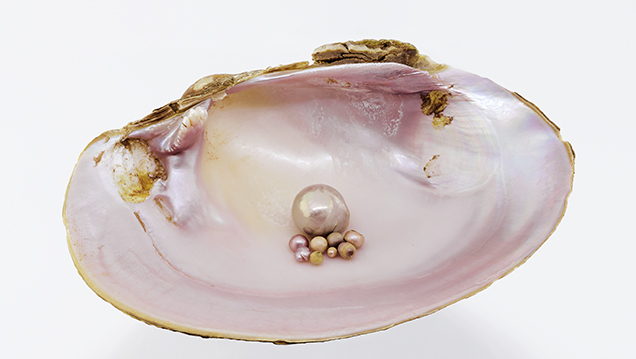 Nine “Concho” pearls with a Tampico pearlymussel shell.