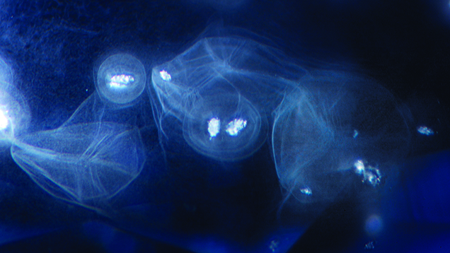 Clouds in beryllium-treated blue sapphires