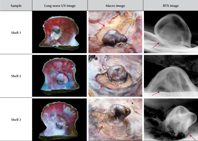 Figure 2. Long-wave UV images displaying a strong red fluorescence typical to that observed in the Pteria species (left). Macro images showing protuberances and their attachment to the adductor tissue scar beneath (marked with arrows) (middle). RTX images revealing dark organic-rich voids, as well as parasite intrusion and nacre growth at the base (marked with arrows) (right). Photos by Gaurav Bera.