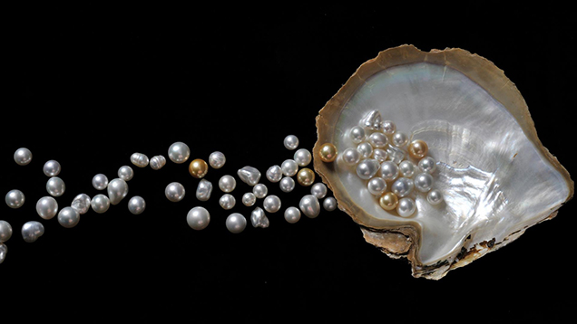 Pearls with Oyster Shell