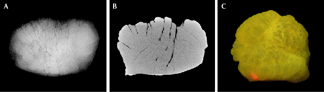 Figure 2. A: RTX image showing banded structures. B: μ-CT image revealing arcs. C: X-ray fluorescence shows yellowish green fluorescence along with the reddish orange spot, indicating the presence of vaterite. Image by Pfokreni Nipuni (C).