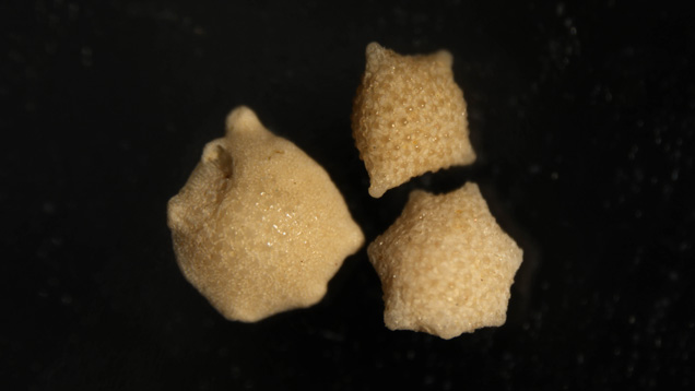 Small (approx. 1 mm each) star sand samples