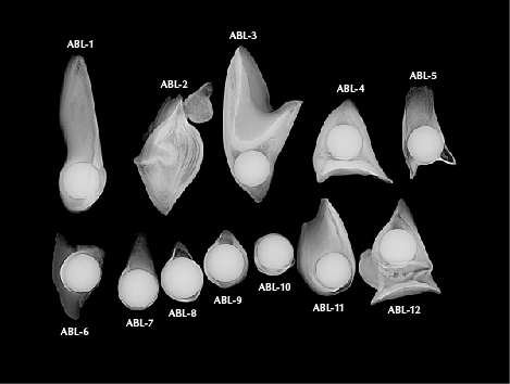 Figure 3. RTX images reveal 5–8 mm round shell bead nuclei in a majority of the abalone samples (ABL), with the nacre layer thickness surrounding the bead nuclei ranging from 0.10 to 1.20 mm. A bead nucleus was absent in sample 2, only showing layered growth with void-related features. While it is considered a non-bead cultured pearl, its internal structure resembled the internal structure commonly found in natural abalone baroque pearls. Image by Amiroh Steen.