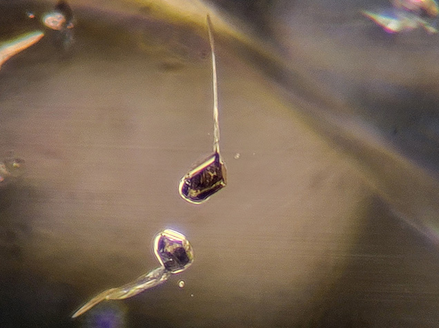 A crystal with a stress halo and a smaller adjacent crystal resembles a dotted quarter note. Several reflections of such crystals with stress fractures are visible. Photomicrograph by Michaela Damba; field of view 2.90 mm.