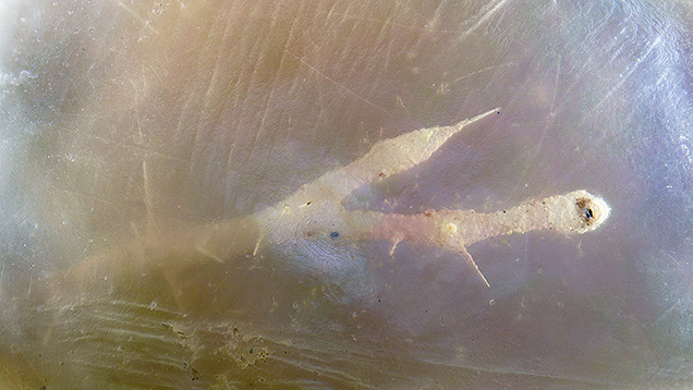 A parasite channel with a surface opening and finer branch-like etch channels in a natural saltwater pearl. Photomicrograph by Emiko Yazawa; field of view 4.79 mm.