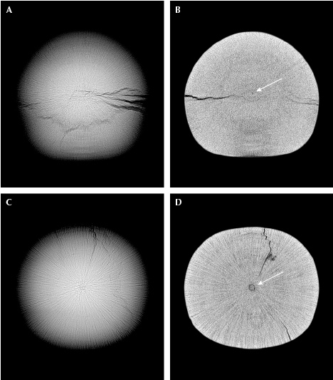 Figure 3. Top: RTX imaging of pearl A shows an acicular structure with significant surface-reaching cracks (A), and μ-CT imaging reveals a minute core (B). Bottom: RTX imaging of pearl B shows an acicular structure with a few subsurface cracks (C), and μ-CT imaging reveals a small central core (D).