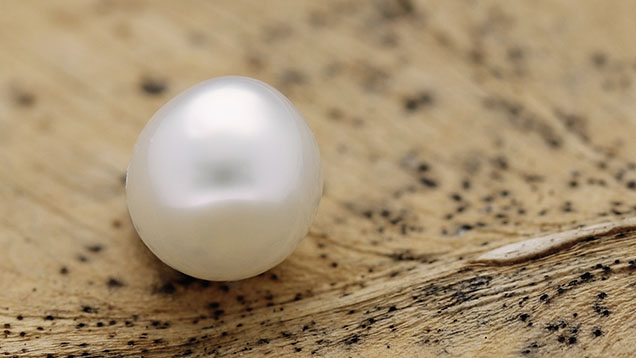 Figure 1. The white saltwater nacreous pearl weighing 1.90 ct and measuring 6.75 × 6.55 × 6.19 mm. Photo by Gaurav Bera.