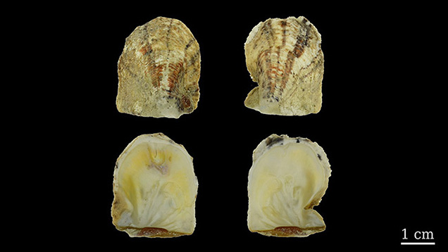 Two valves of Pinctada maculata shell