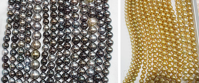 Figure 2. Tahitian pearl strands in 7–9 mm size (left) and golden South Sea pearl strands in 8–10 mm size (right). Photos by Moemi Ogawa; courtesy of Tanaka Pearl.