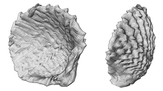 3-D image of a shell within pearl