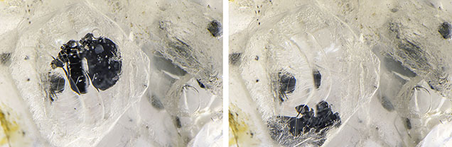 These two photomicrographs of a three-phase fluid inclusion in a Sri Lankan sapphire show that the opaque black graphite plates move freely within the void. Photomicrographs by Nathan Renfro; field of view 4.79 mm.