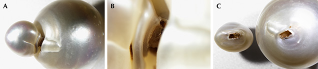 Photomicrographs of cultured pearl sample Photomicrographs of cultured pearl sample