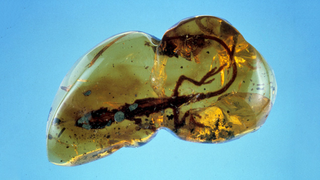 Fossilized Extinct Lizard. The fossilized extinct lizard trapped in this piece of amber from the Dominican Republic is over a million years old. - Dr. Edward J. Gubelin
