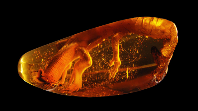 Gierlowska. Gierlowska's lizard from the collection of the Gdansk Amber Museum, Gdansk, Poland.