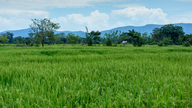 Green Fields Green Fields