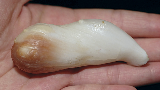 169488_636x358.jpg. Giant Clam Pearl