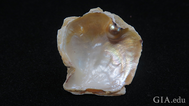 A Pinctada maculata bead-cultured blister pearl. 图 6: 一颗附着在宿主贝壳上的斑珠母贝有核养殖附贝珍珠。 珍珠呈现近圆形，正如所预期的有核养殖珍珠的形状 。 摄影：Promlikit Kessrapong/GIA。