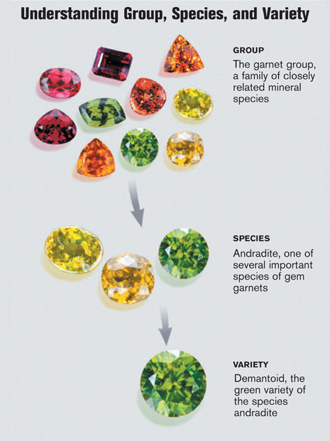 Understanding Group, Species, and Variety Chart Understanding Group, Species, and Variety Chart