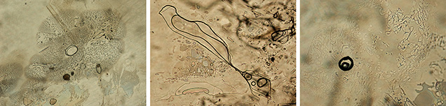Two-phase inclusions in Montana alluvial sapphires. Two-phase inclusions in Montana alluvial sapphires.