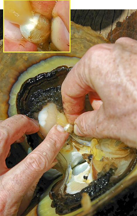 A seed pearl after discovery in the organs of a P. maxima shell
