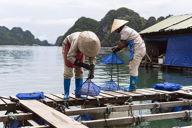 Placing Pinctada radiata mollusks in Ha Long Bay