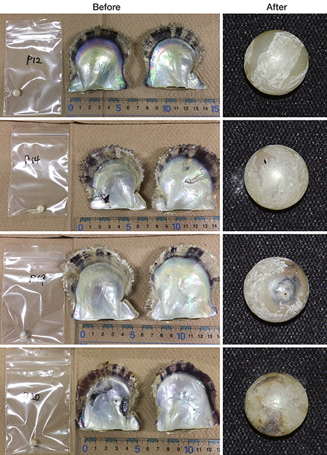 Akoya pearls studied before and after powder samples were obtained.