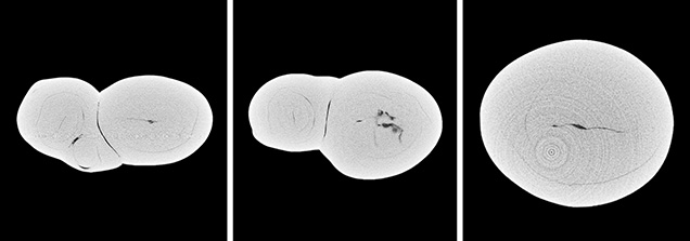 μ-CT slices in three directions of a natural P. maxima sample μ-CT slices in three directions of a natural P. maxima sample