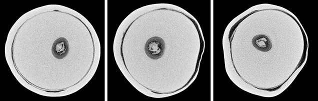 μ-CT slices in three directions of a natural P. maxima sample μ-CT slices in three directions of a natural P. maxima sample