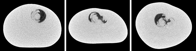 μ-CT slices in three directions of a natural P. maxima sample