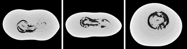 μ-CT slices in three directions of a natural P. maxima sample μ-CT slices in three directions of a natural P. maxima sample