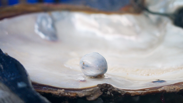 19.94 ct pearl collected off Eighty Mile Beach 19.94 ct pearl collected off Eighty Mile Beach