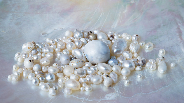 Selection of P. maxima pearls retrieved directly from wild mollusks Selection of P. maxima pearls retrieved directly from wild mollusks
