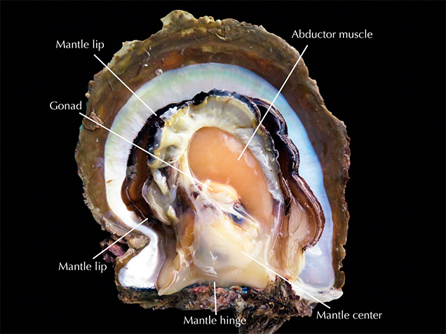 Parts of the P. maxima body Parts of the P. maxima body