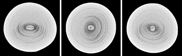 μ-CT slices in three directions of a natural P. maxima sample μ-CT slices in three directions of a natural P. maxima sample