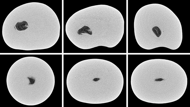 μ-CT slices in three directions of a natural P. maxima sample μ-CT slices in three directions of a natural P. maxima sample