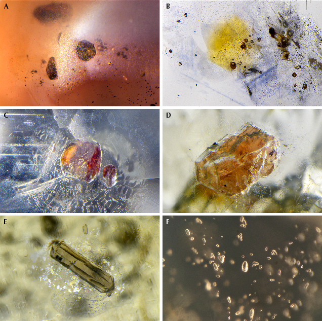 Microscopic images of various mineral inclusions in amber, showcasing different colors and shapes. Microscopic images of various mineral inclusions in amber, showcasing different colors and shapes.