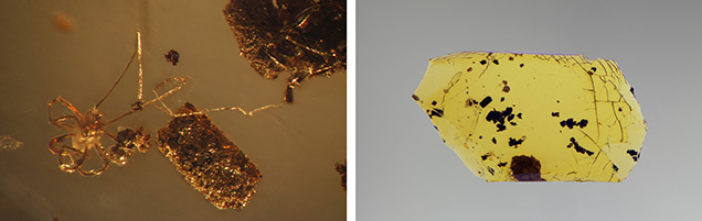 Amber showing mite inclusion under shadowed transmitted and fiber-optic illumination. Amber showing mite inclusion under shadowed transmitted and fiber-optic illumination.