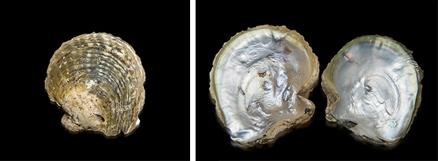 Pinctada mazatlanica shells.. Figure 1. These Pinctada mazatlanica shells were obtained from Mexico. Left: The shell has a rounded outline, with a nearly equal height and width. The exterior surface exhibits alternating yellowish brown and dark greenish gray colors, with whitish blotches fanning out from the center. Right: The interior view of the shell on the left alongside a smaller example showing a yellowish green nacreous rim with a distinct orient. Photos by Lhapsin Nillapat.