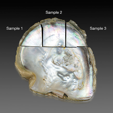 Shell divided for testing.. Figure 2. The lip area of one P. mazatlanica shell was cut into three pieces to investigate the reflectance spectral characteristics in the dark and light nacreous areas. Photo by Lhapsin Nillapat.