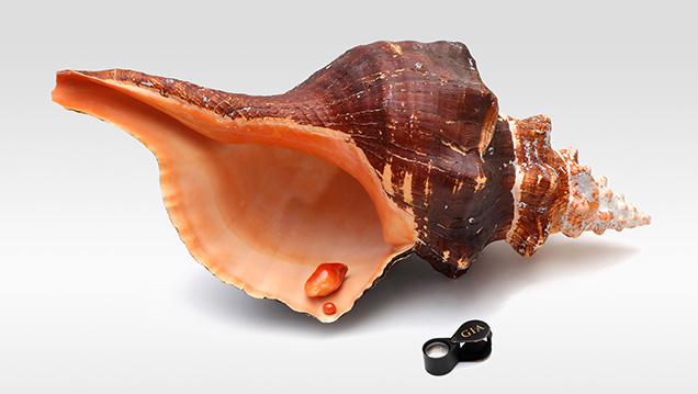 Two natural “horse conch” pearls and their shell. Two natural “horse conch” pearls and their shell.