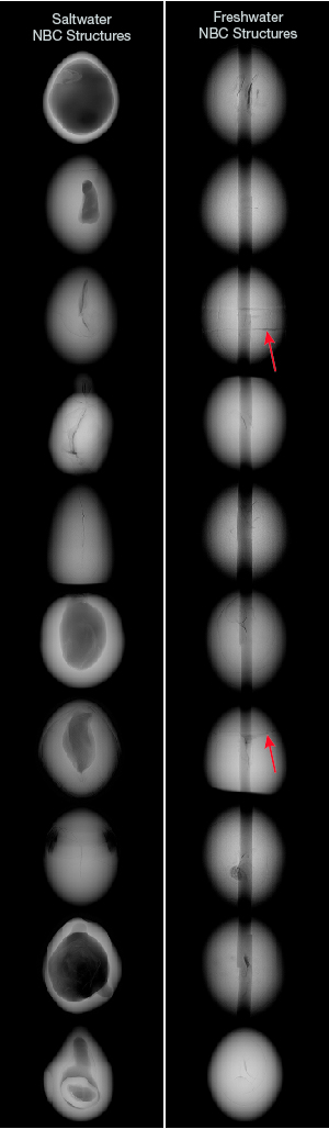 Saltwater and freshwater NBC pearl microradiographic structures