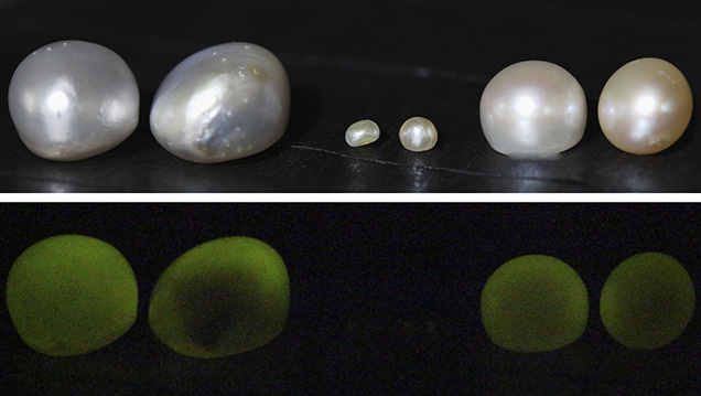 X-ray fluorescence reactions of two pearls