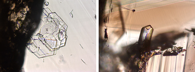 Figure 12. Internal features of Yunling cassiterite. Left: In sample C-G19, beryl inclusions showing a platy morphology. Right: A beryl inclusion occurring as a prismatic crystal in sample C-G21. Photomicrographs by Wenqing Huang; field of view 0.56 mm.