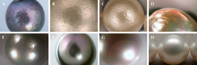 Figure 1. Some examples of surface and sub-surface nacre features that impact GIA’s new nacre classification scale. A: Near- or sub-surface “hammering.” B: “Bubble” appearance shown on the nacre surface. C: Shallow pits or channel depressions giving an “orange peel” effect. D: “Seam” found on a baroque pearl where surface planes meet or change direction and create a peaked ridge. E: “Planar edges” showing subtle angular lines spaced apart across the pearl’s surface. F: “Striae” features appearing as flame structures on a nacreous pearl. G: “Sub-surface crack” that may pose a threat to the durability of the pearl. H: An example of a pearl showing both a clean surface and excellent nacre (lacks any visible surface or sub-surface characteristics) based on the GIA 7 Pearl Value Factors. Photos by Emiko Yazawa (A–G) and Eric Welch (H); fields of view 19.27 mm (A and F), 7.19 mm (B), 14.52 mm (C, E, and G), and 9.61 mm (D). Figure 1. Some examples of surface and sub-surface nacre features that impact GIA’s new nacre classification scale. A: Near- or sub-surface “hammering.” B: “Bubble” appearance shown on the nacre surface. C: Shallow pits or channel depressions giving an “orange peel” effect. D: “Seam” found on a baroque pearl where surface planes meet or change direction and create a peaked ridge. E: “Planar edges” showing subtle angular lines spaced apart across the pearl’s surface. F: “Striae” features appearing as flame structures on a nacreous pearl. G: “Sub-surface crack” that may pose a threat to the durability of the pearl. H: An example of a pearl showing both a clean surface and excellent nacre (lacks any visible surface or sub-surface characteristics) based on the GIA 7 Pearl Value Factors. Photos by Emiko Yazawa (A–G) and Eric Welch (H); fields of view 19.27 mm (A and F), 7.19 mm (B), 14.52 mm (C, E, and G), and 9.61 mm (D).