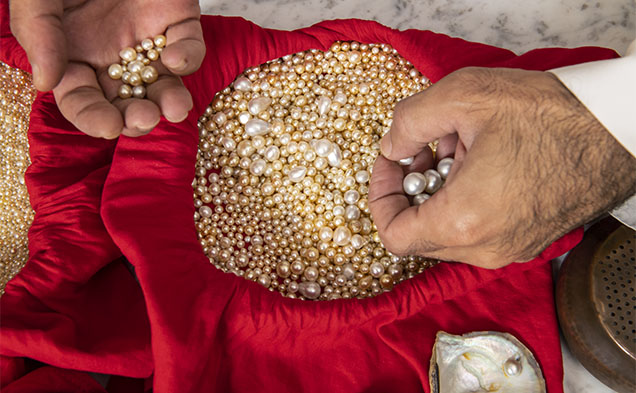 Figure 4. The majority of these loose natural pearls are from the Pinctada radiata mollusk. They were recently collected off the coast of Kuwait in the Persian (Arabian) Gulf. Photo by Robert Weldon.