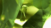 A euhedral tourmaline crystal in a tourmaline host. Photomicrograph by Hikaru Sato; field of view 1.95 mm.